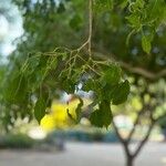 Handroanthus heptaphyllus Folha