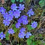Hepatica nobilis Flower