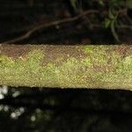 Cupania rubiginosa Bark