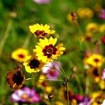 Coreopsis tinctoria Habit