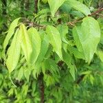 Prunus serrula Hoja