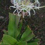 Crinum asiaticum花