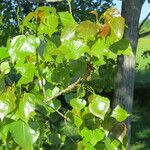 Populus x canadensis Other