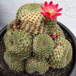 Rebutia minuscula Листок