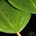 Coussapoa villosa Blad