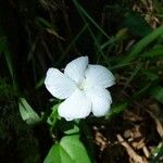 Thunbergia laevis ᱵᱟᱦᱟ