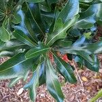 Stenocarpus sinuatus Levél