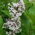 Syringa vulgarisBloem