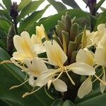 Hedychium flavescens Other