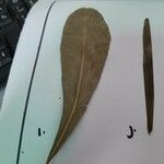 Crescentia alata Hoja