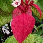 Mussaenda erythrophylla Квітка