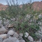 Mimosa aculeaticarpa Hábito