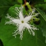 Trichosanthes cucumerina Flower