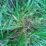 Carex remota 整株植物