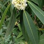 Osmanthus decorus Blüte