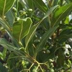 Kraussia floribunda Hoja