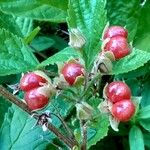 Rubus saxatilis 果