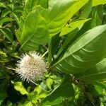 Cephalanthus occidentalisЦвят