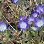 Phacelia cephalotes Συνήθη χαρακτηριστικά