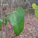 Smilax glauca Leaf
