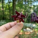 Aquilegia atrata Цвят