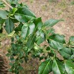 Euonymus fortunei Leaf