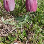 Fritillaria tubaeformis Õis