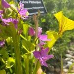 Pogonia ophioglossoides 花