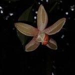 Chrysochlamys glauca Fruto
