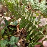 Polypodium vulgareLeaf