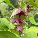 Leycesteria formosa Blüte