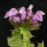 Phlomoides bracteosa