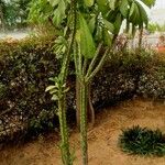 Euphorbia nivulia Habit