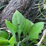 Kleinia abyssinica Leaf