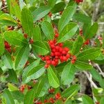 Ilex cassine Frucht