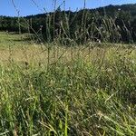 Verbena officinalis Habit