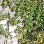 Medicago minima 果實