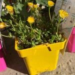 Delosperma cooperiFlower