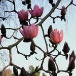 Magnolia campbellii ᱵᱟᱦᱟ