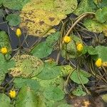 Nuphar pumila पत्ता