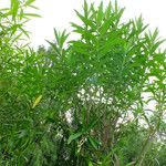 Nerium oleander Hoja