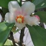 Clusia minor Flor