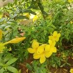 Allamanda cathartica 花