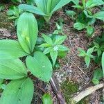 Lysimachia borealisKvet