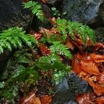 Asplenium adiantum-nigrum Leaf