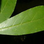 Cestrum schlechtendalii Leaf