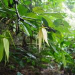 Anonidium floribundum Flor