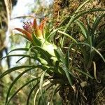 Aechmea recurvata Hábitos