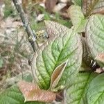 Cotoneaster bullatus 葉