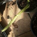 Huernia penzigii 葉
